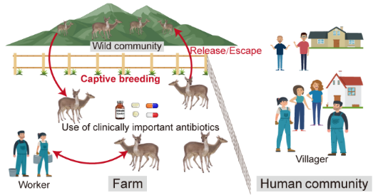 谷洁/钱勋教授团队揭示特种动物圈养繁殖引发的耐药健康风险