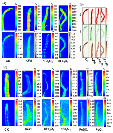 毛晖教授课题组揭示铁基纳米材料促进水稻生长并降低稻米砷积累的新机制
